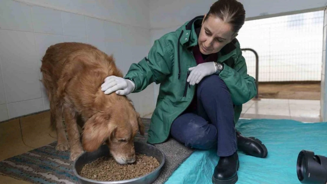 Görme engelli köpekler 'Aşil ve Çakıl' sahiplendirilmeyi bekliyor