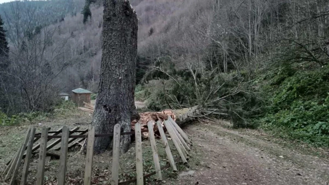 Gümüşhane'de fırtına yüzlerce yıllık ağacı devirdi