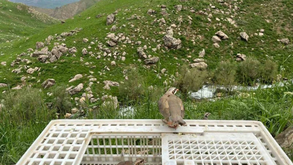 Hakkari'de 650 kınalı keklik doğaya salındı