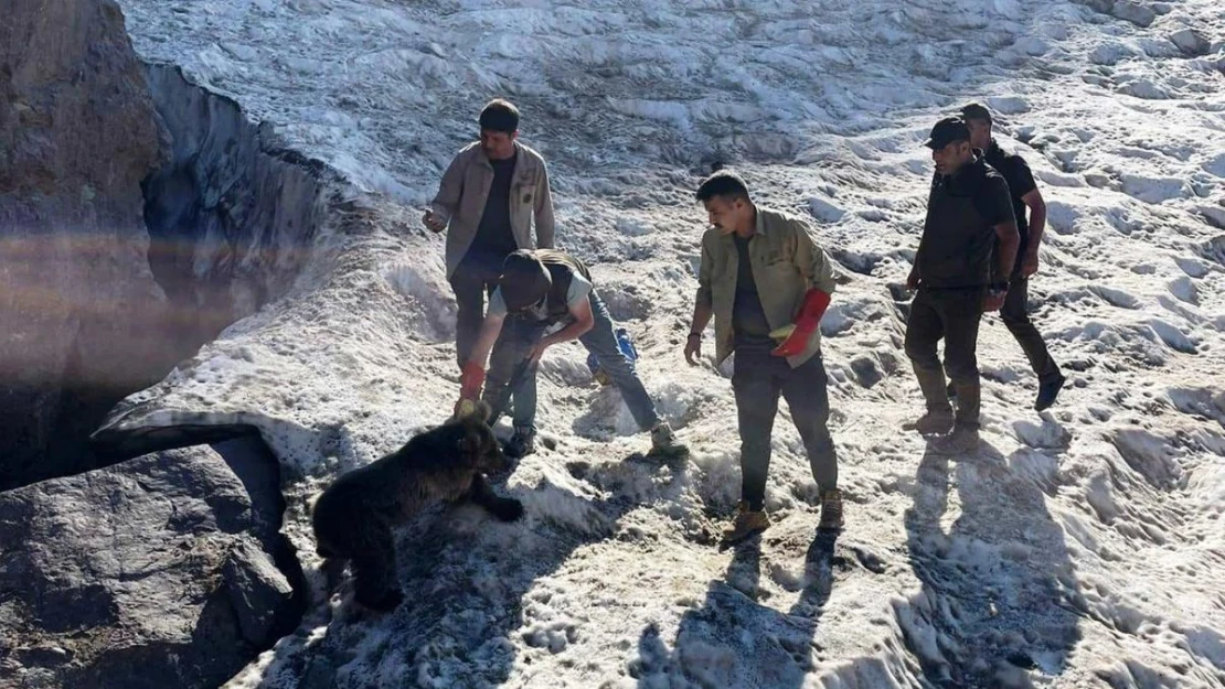 Hakkari'de kafası tenekeye sıkışan yavru ayı DKMP ekipleri tarafından kurtarıldı