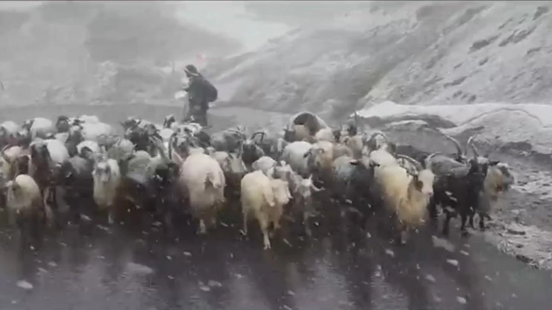 Hakkari'de kara yakalanan kuzuların imdadına okul müdürleri yetişti