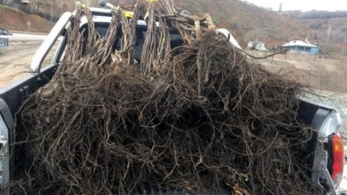 Hakkari'de meyve fidanı dağıtımı yapılacak