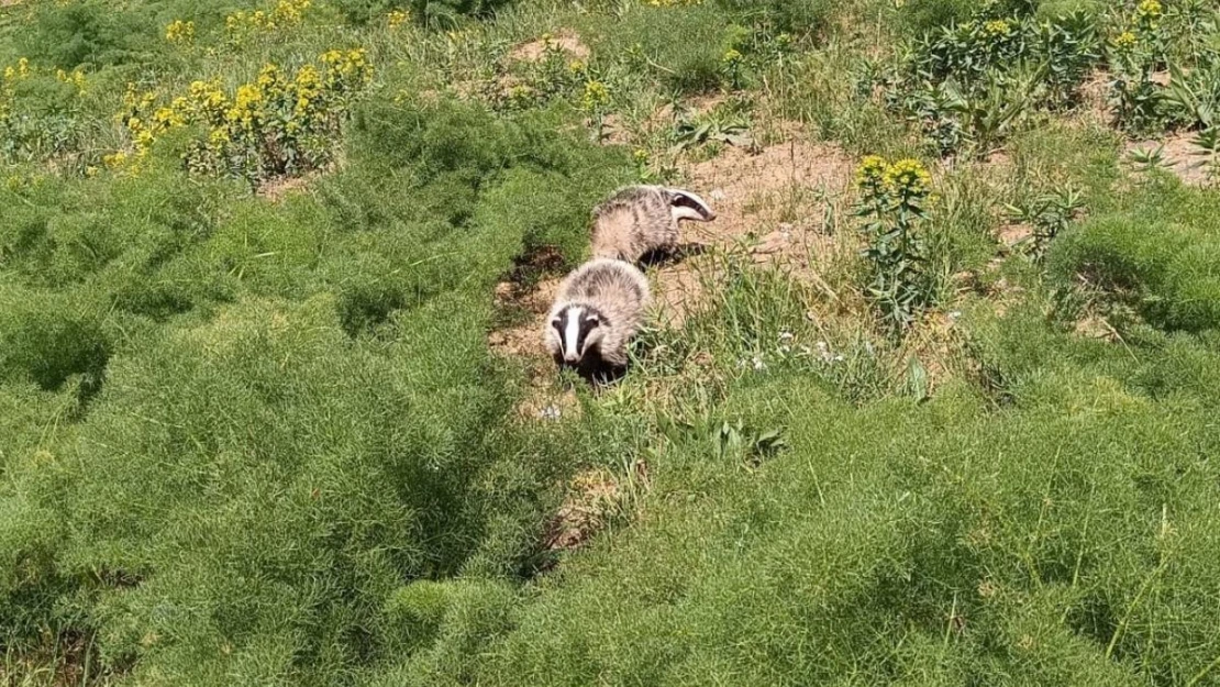 Hakkari'de nesli tükenmekte olan porsuk görüntülendi