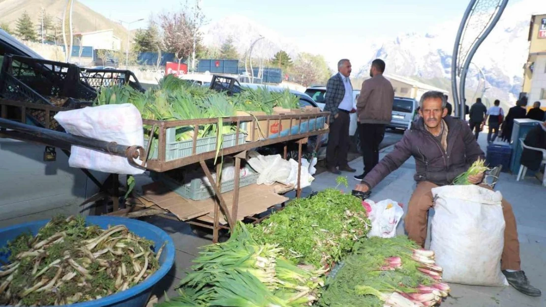 Hakkari'de şifalı bitkilere büyük ilgi