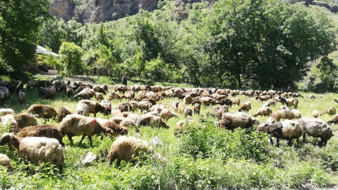 Hakkari'de tır devrildi, onlarca koyun telef oldu