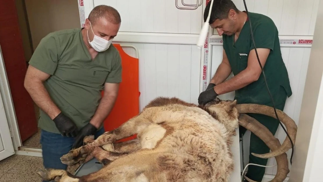 Hakkari'de yaralı yabani teke tedavi altına alındı