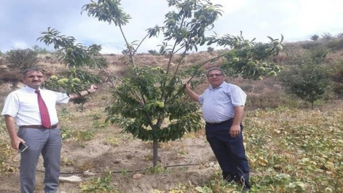 Hastalığa dayanıklı kestane fidanı talepleri alınmaya başladı