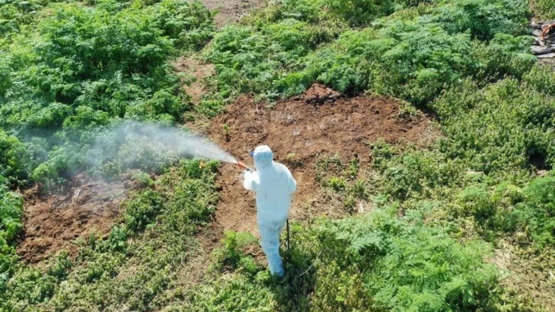 Hava sıcaklığı artarken çıkan haşerelere karşı uzmanı uyardı