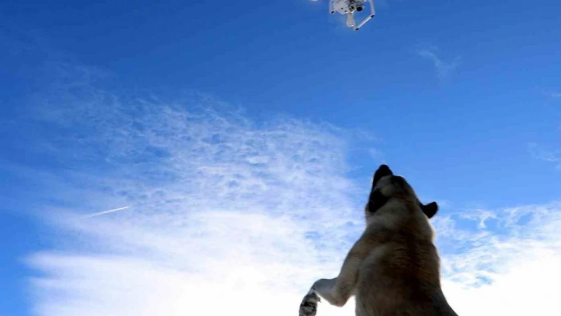 Havadaki droneyi yakalamaya çalışan köpek ilginç görüntü oluşturdu