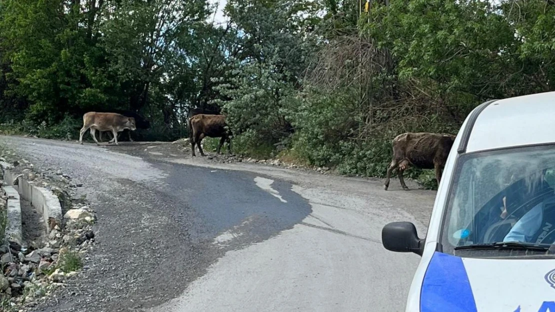 Havalar ısındı, başıboş inekler kent merkezine salındı