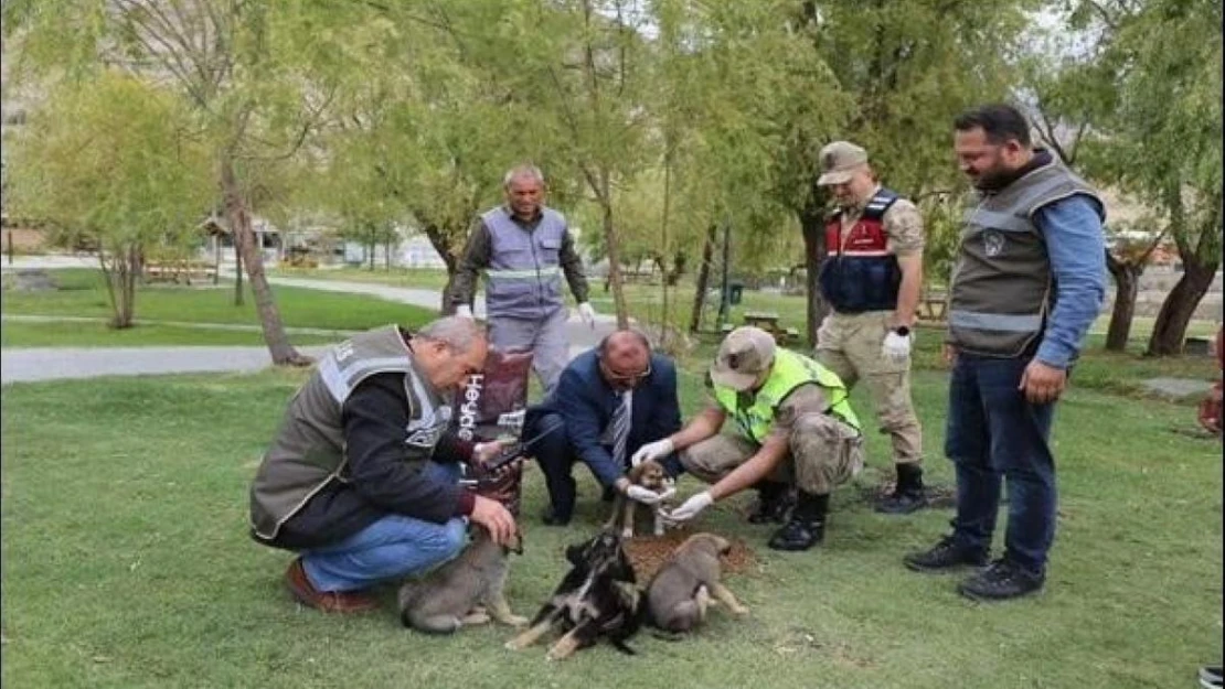 HAYDİ ekipleri sokak hayvanlarının yanında