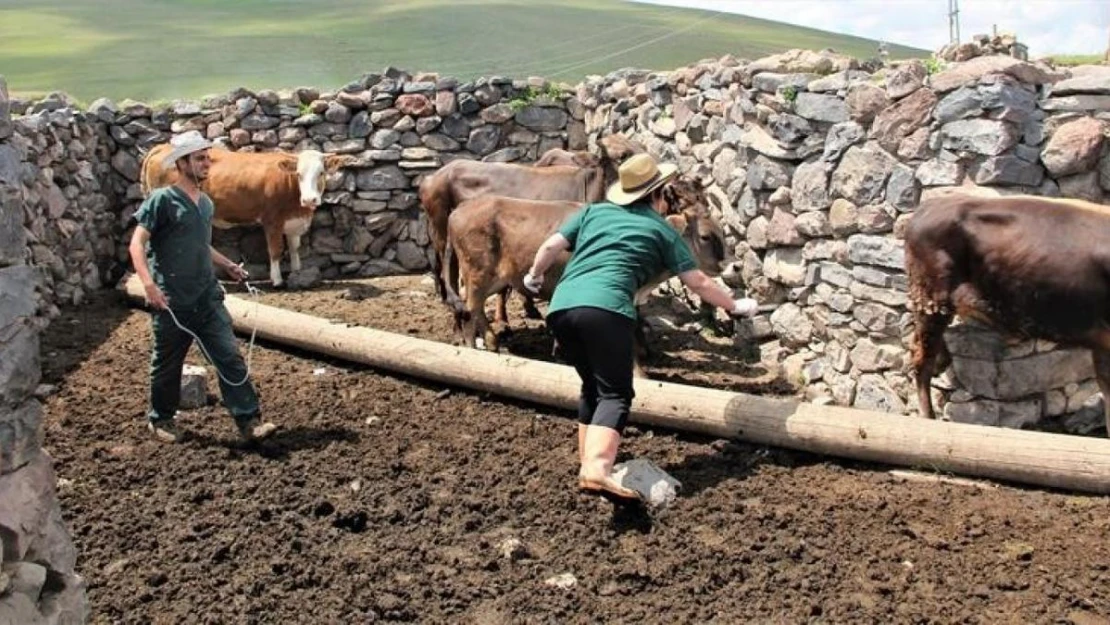 Iğdır'da hayvan aşılama ve küpeleme çalışmaları devam ediyor