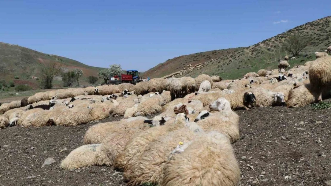 Hayvanların sağlığı için dağları aşıyorlar