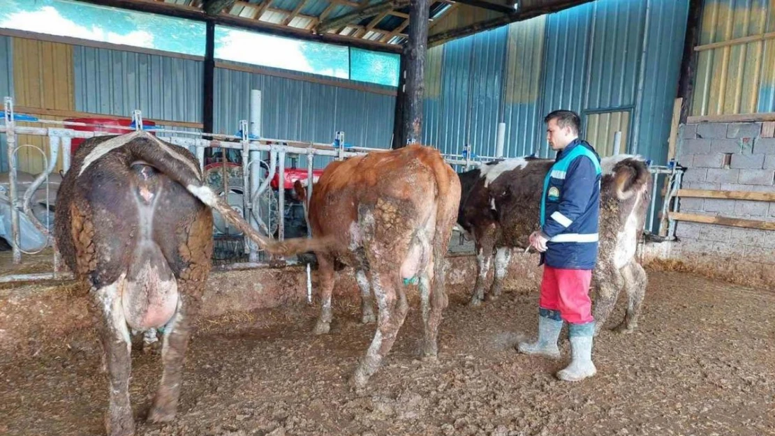 Hisarcık'ta 5 bin 500 büyükbaş hayvana şap aşısı yapılacak