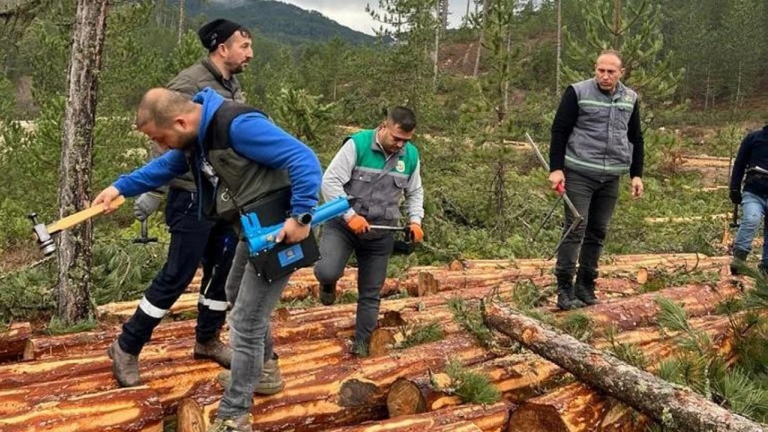 Hisarcık'ta ormandaki ağaçlara barkod uygulaması