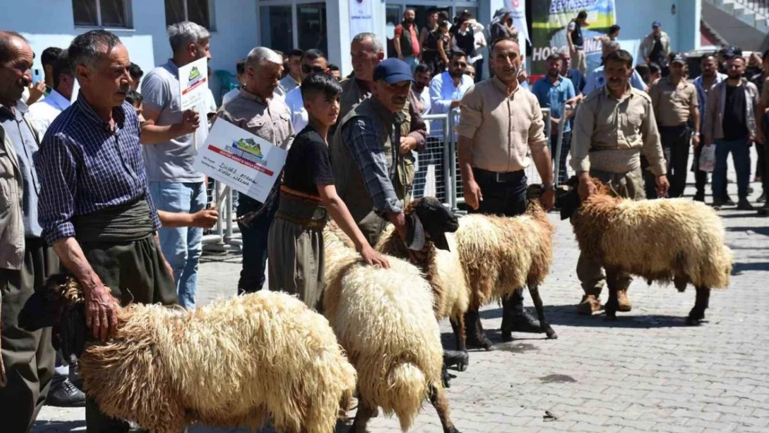 Terörden temizlenen Kato Dağı'nda Hayvan Kırkma Festivali yapıldı