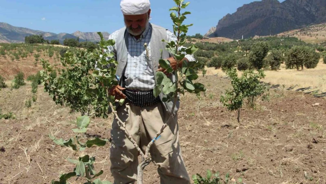 Huzur ortamının sağlandığı Şırnak'ta boşaltılan köyler fıstık bahçeleriyle yeniden hayat buluyor