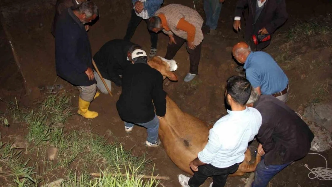 Iğdır'da 200 metrelik uçurumdan vadiye düşen inek kurtarıldı