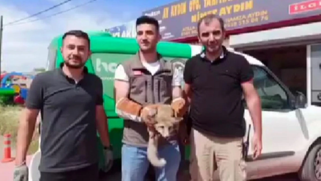 Iğdır'da bakıma muhtaç halde bulunan tilki doğal ortamına bırakıldı