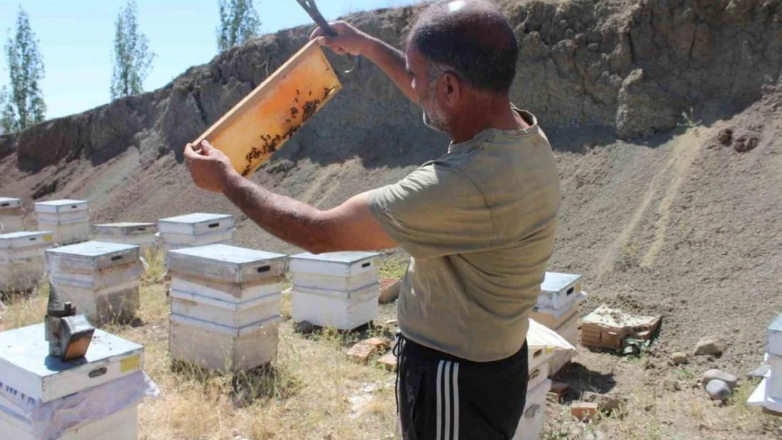 Iğdır'da bal hasadında bu yıl istenilen randıman alınamadı