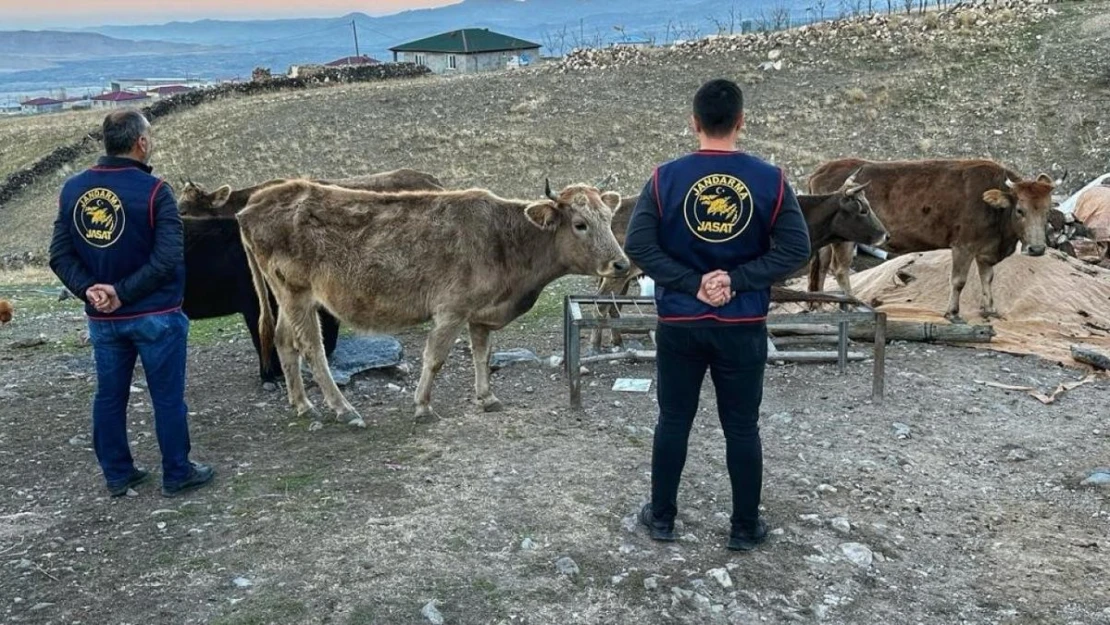 Iğdır'da çalınan hayvanlar bulunarak sahibine teslim edildi