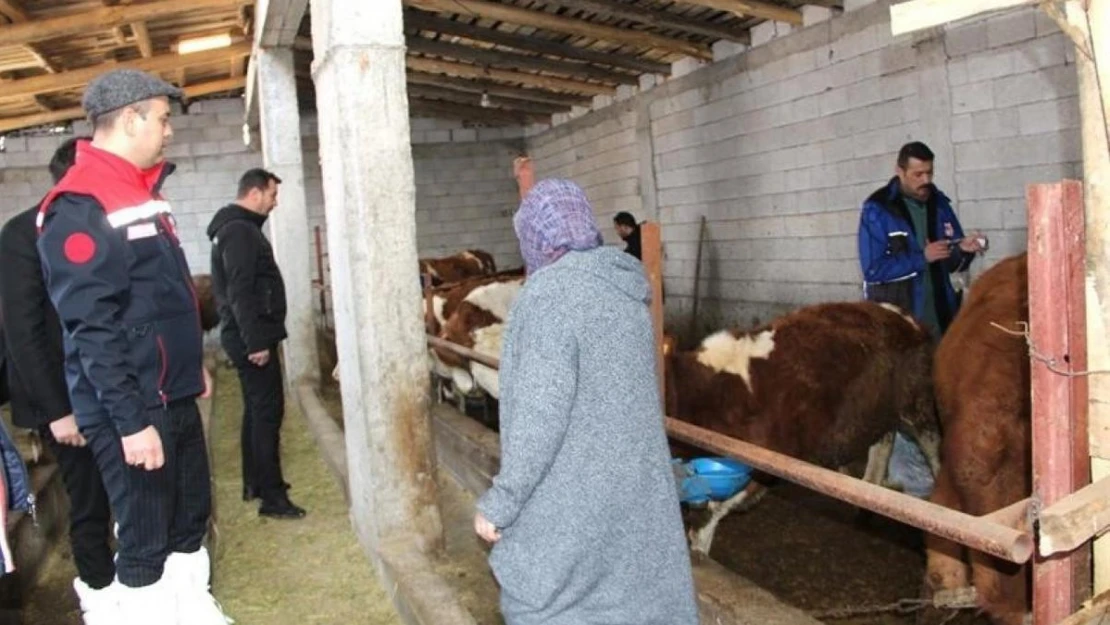 Iğdır'da hayvan aşılama çalışmaları devam ediyor