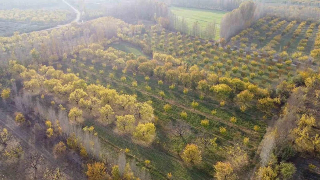 Iğdır'da sonbaharın son demleri göz kamaştırdı