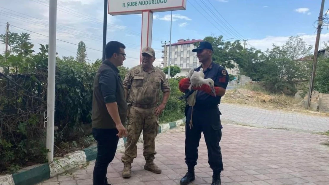 Iğdır'da yaralı leylek tedavi altına alındı