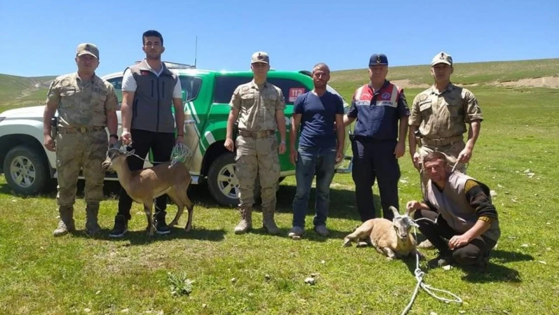 Iğdır'da yaralı yaban keçileri koruma altına alındı