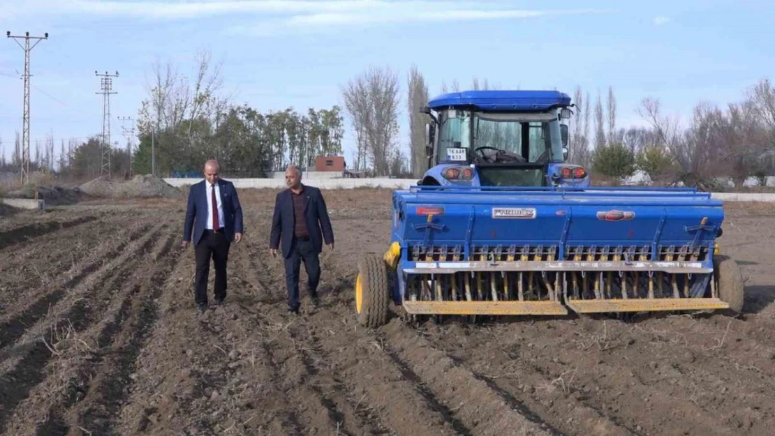 Iğdır'da yerli ve milli buğday ekildi