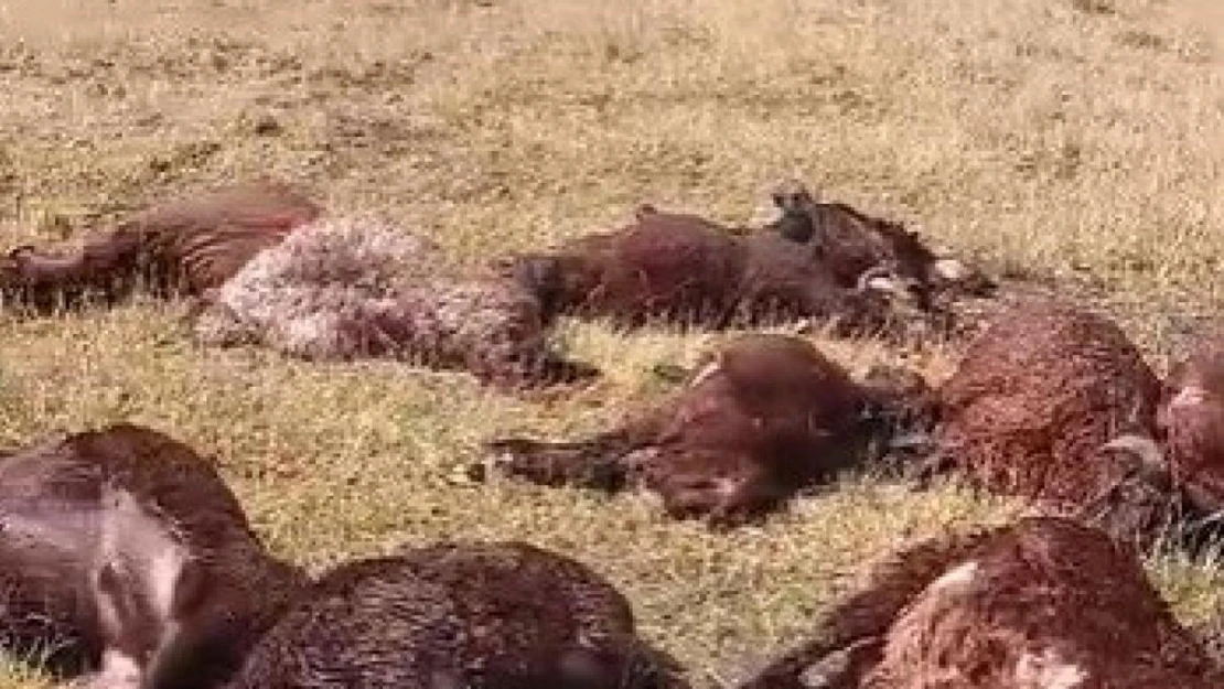 Iğdır'da yıldırım düşmesi sonucu, 2 kardeş yaralandı 20 koyun telef oldu