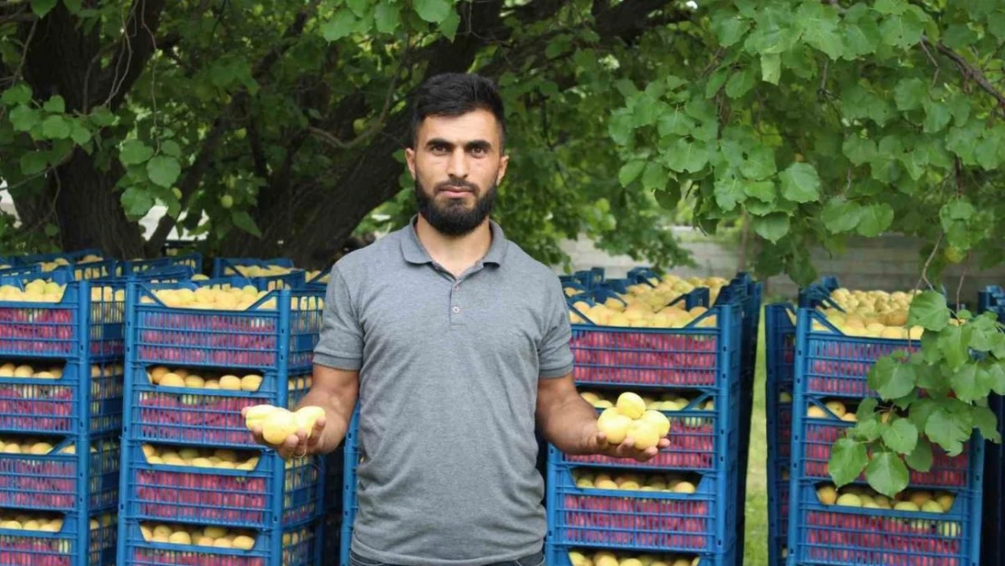 Iğdır'ın sarı altını olan kayısının hasadı başladı