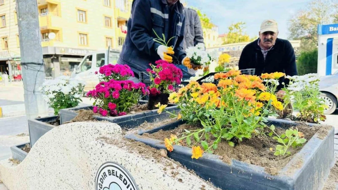 Iğdır mevsimlik çiçekler ile rengarenk