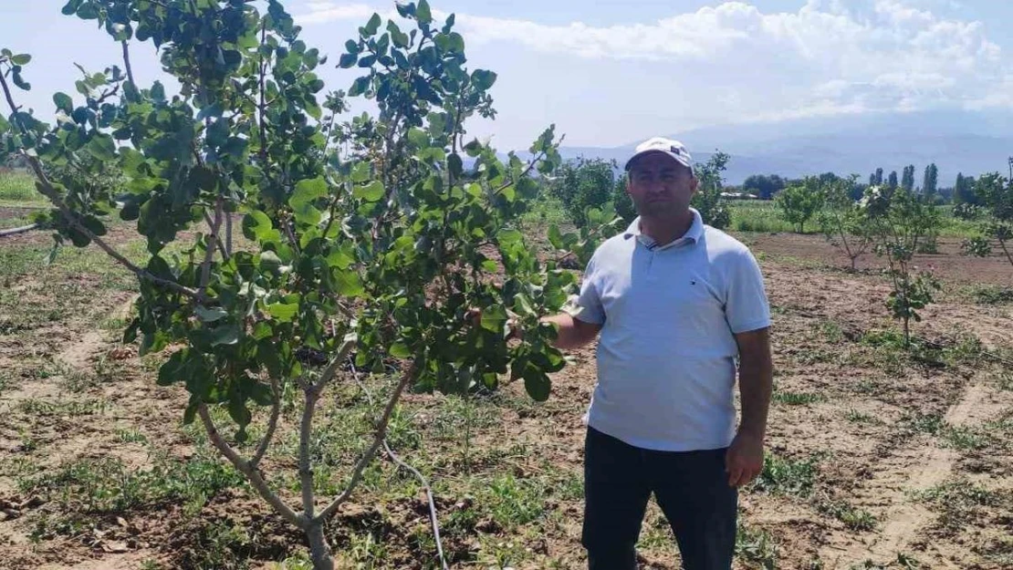 Iğdır Üniversitesi'nde Antep fıstığı parselinde bu yıl ilk hasat yapılacak