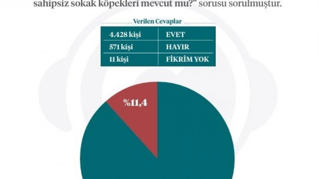 İletişim Başkanlığından sokak köpekleri kamuoyu araştırması