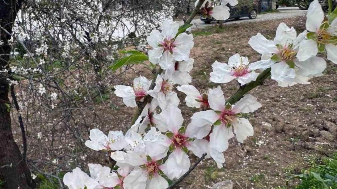 İlk cemre havaya düştü