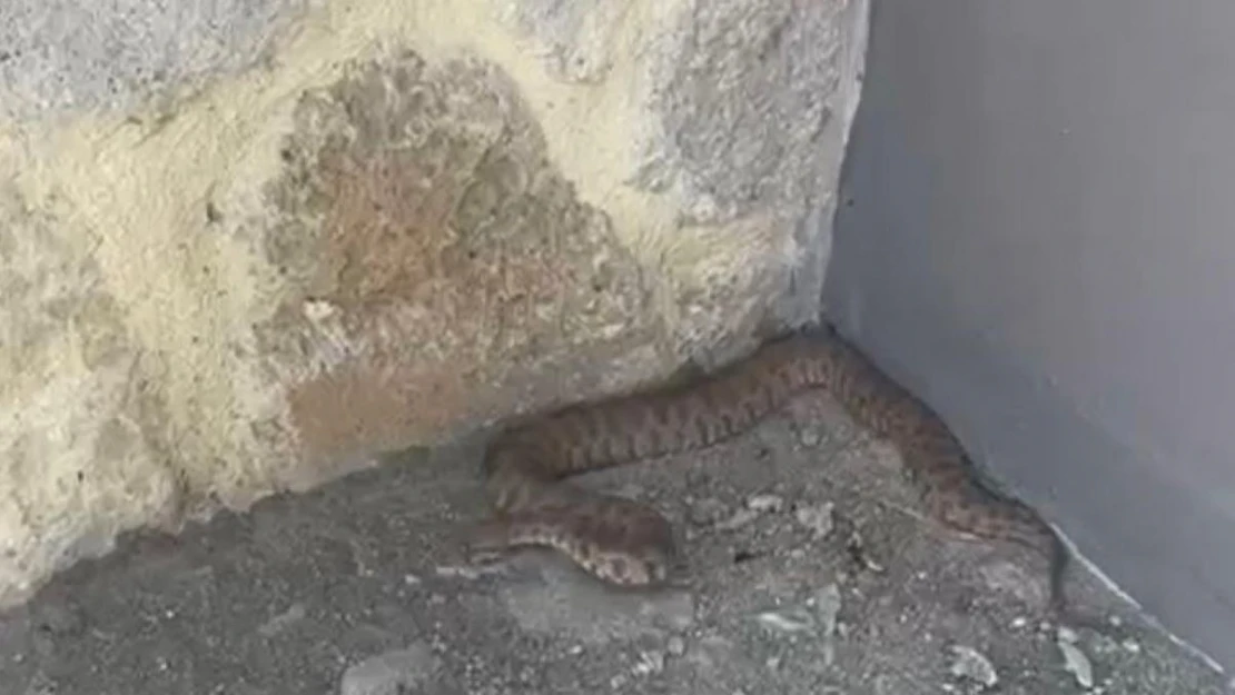 Isırığı bir insanı öldürmeye yetiyor: 2 metrelik engerek yılanı görüntülendi