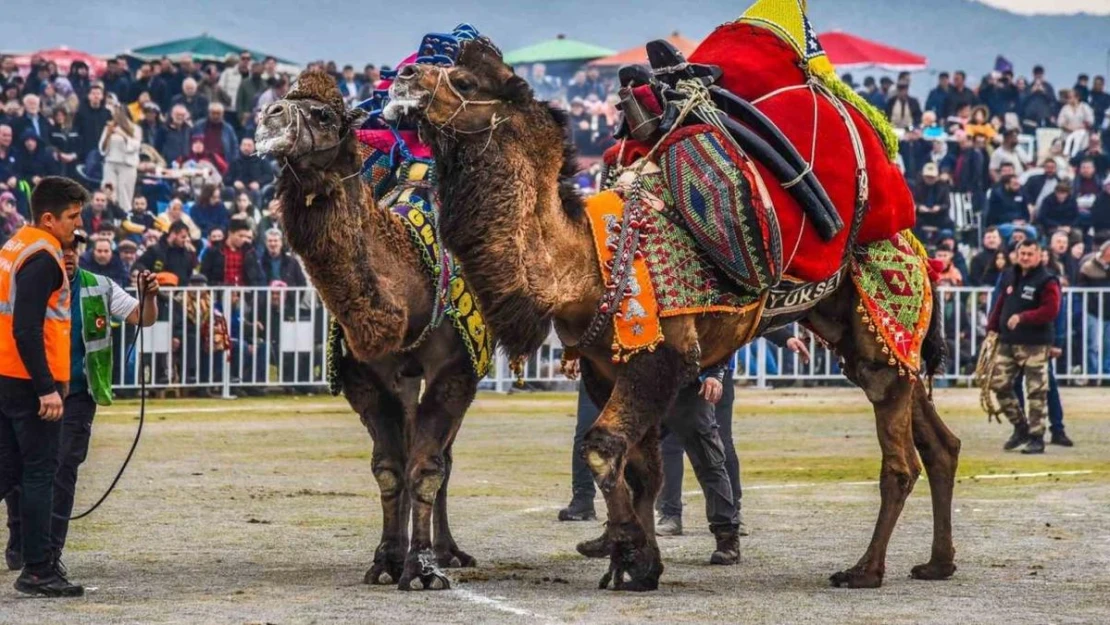 İzmir'de deve güreşi festivaline yoğun ilgi