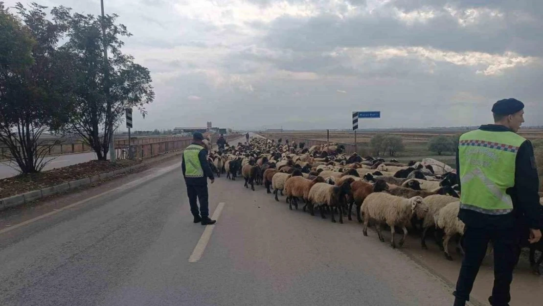 Jandarma ekipleri hayvanlar için güvenli geçiş sağladı