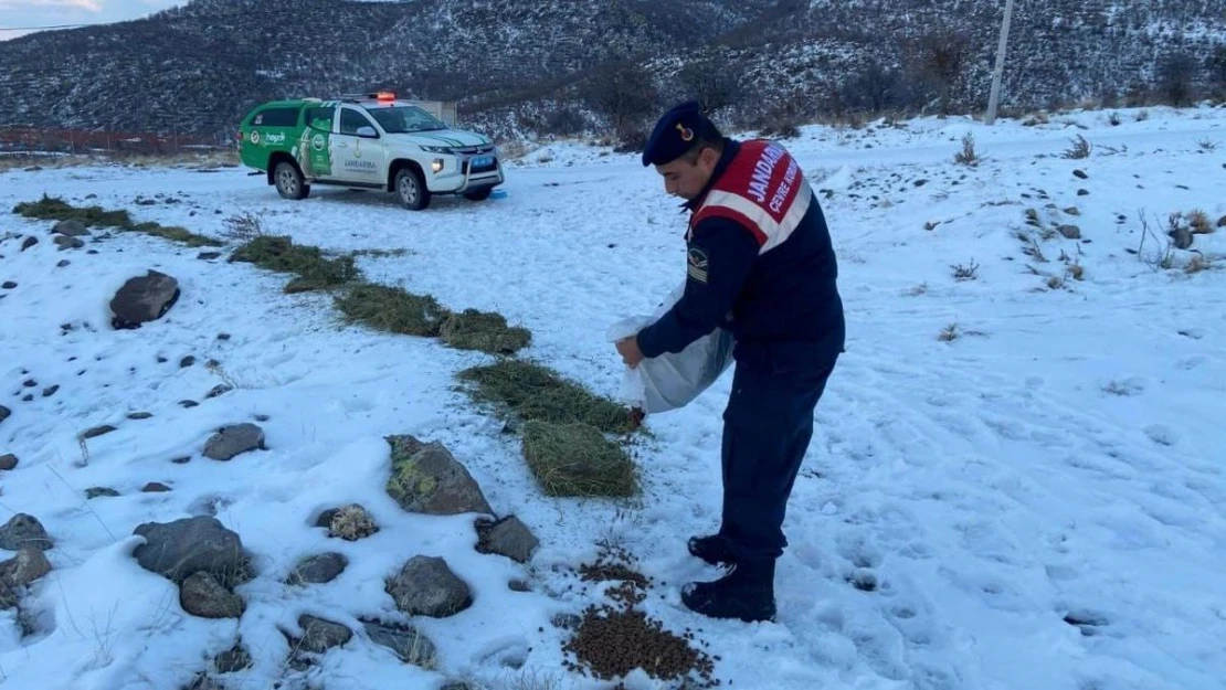 Jandarma, karlı dağlarda yaban ve sokak hayvanlarını yalnız bırakmıyor