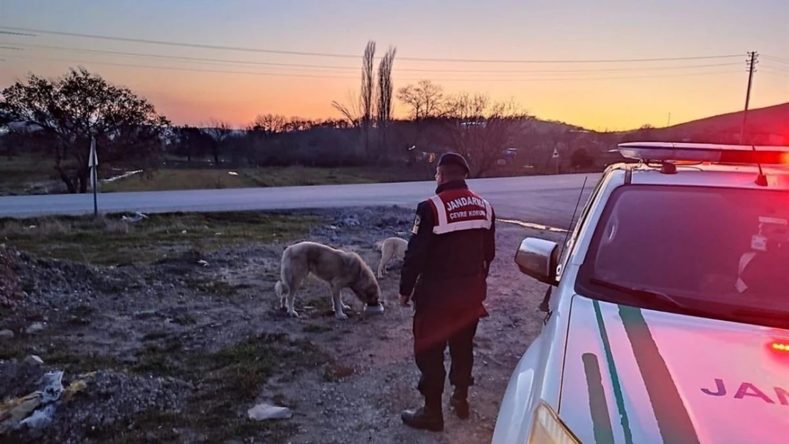 Jandarma sokak hayvanlarını unutmuyor