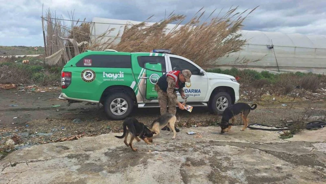 Jandarma sokak hayvanlarını unutmuyor