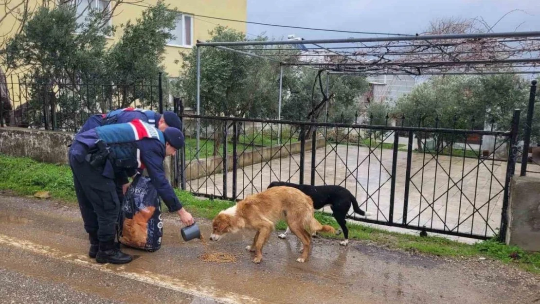 Jandarma sokak hayvanlarının yanında