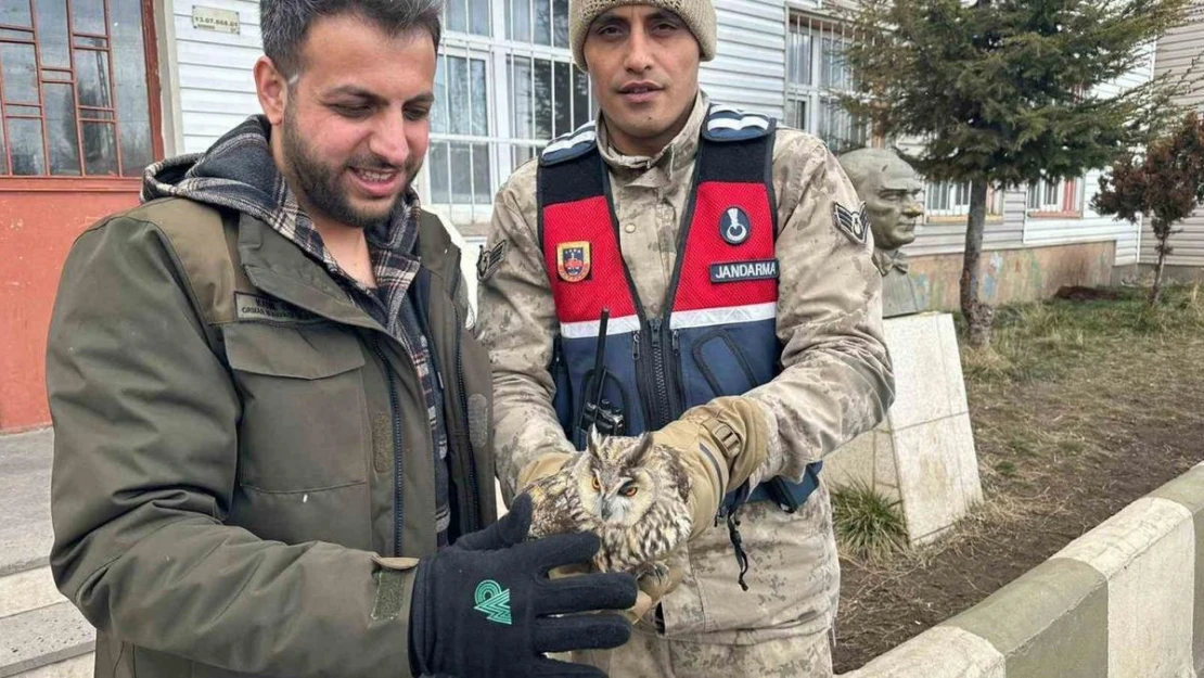 Jandarma yaralı bulduğu Puhu'yu koruma altına aldı