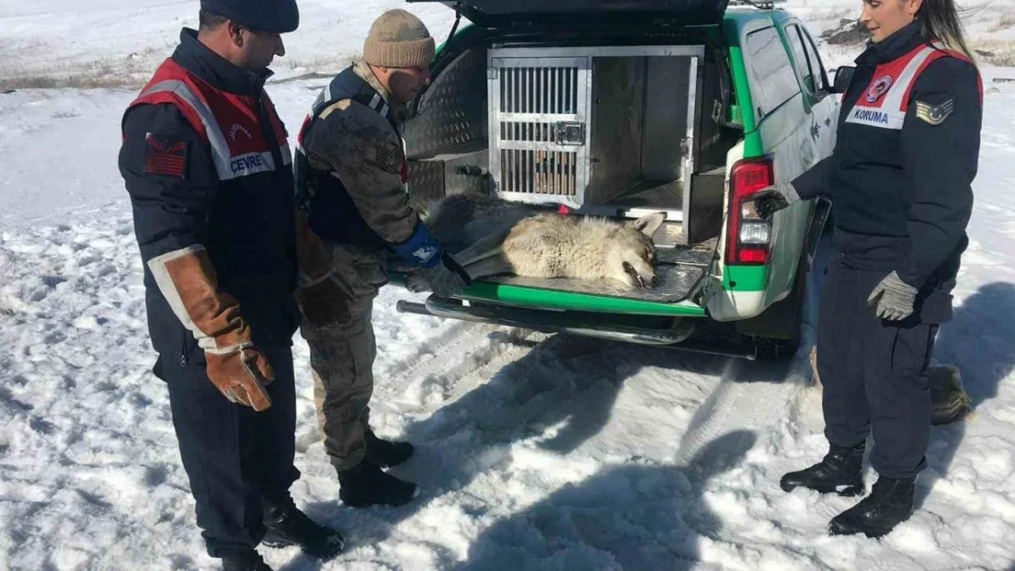 Jandarma yaralı kurda sahip çıktı