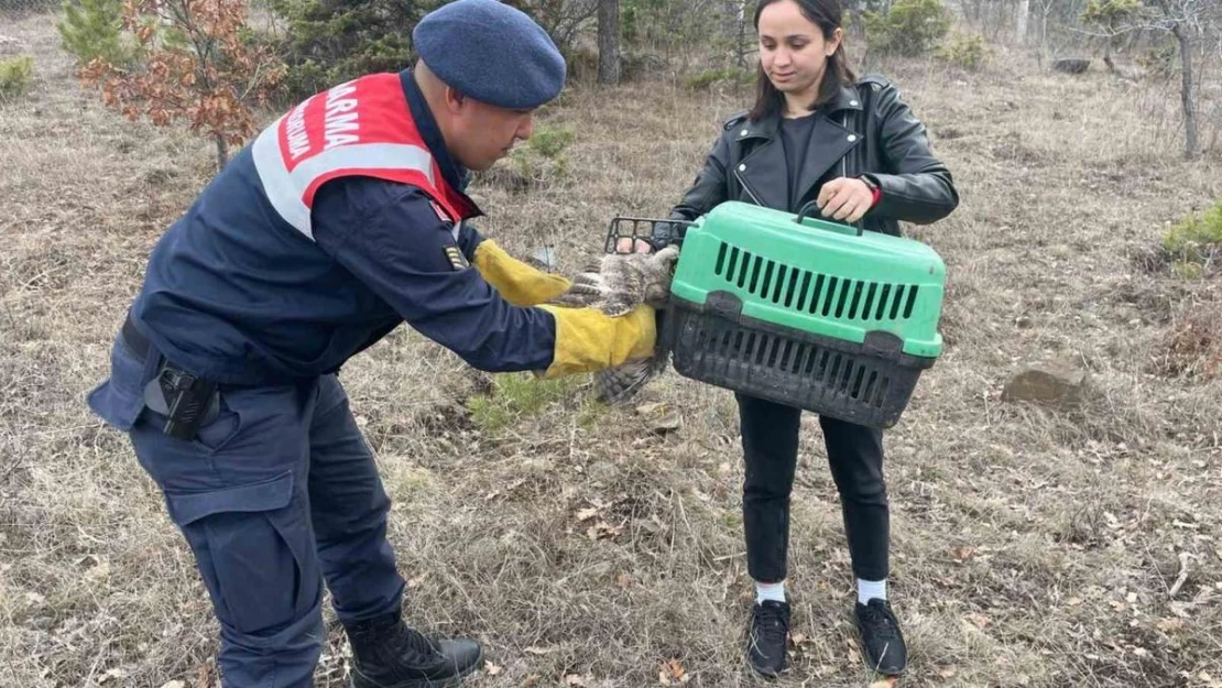 Jandarmanın bulduğu yaralı baykuş tedaviye alındı