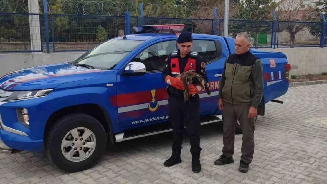 Jandarmanın bulduğu yaralı şahin koruma altına alındı