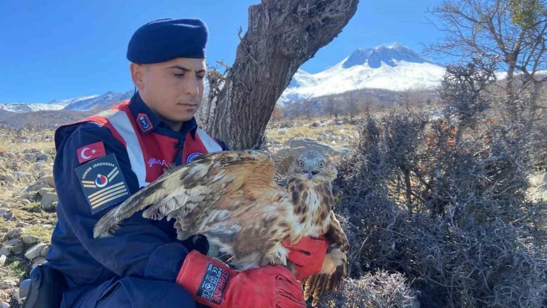 Jandarmanın yaralı bulduğu kızıl şahin tedavi altında