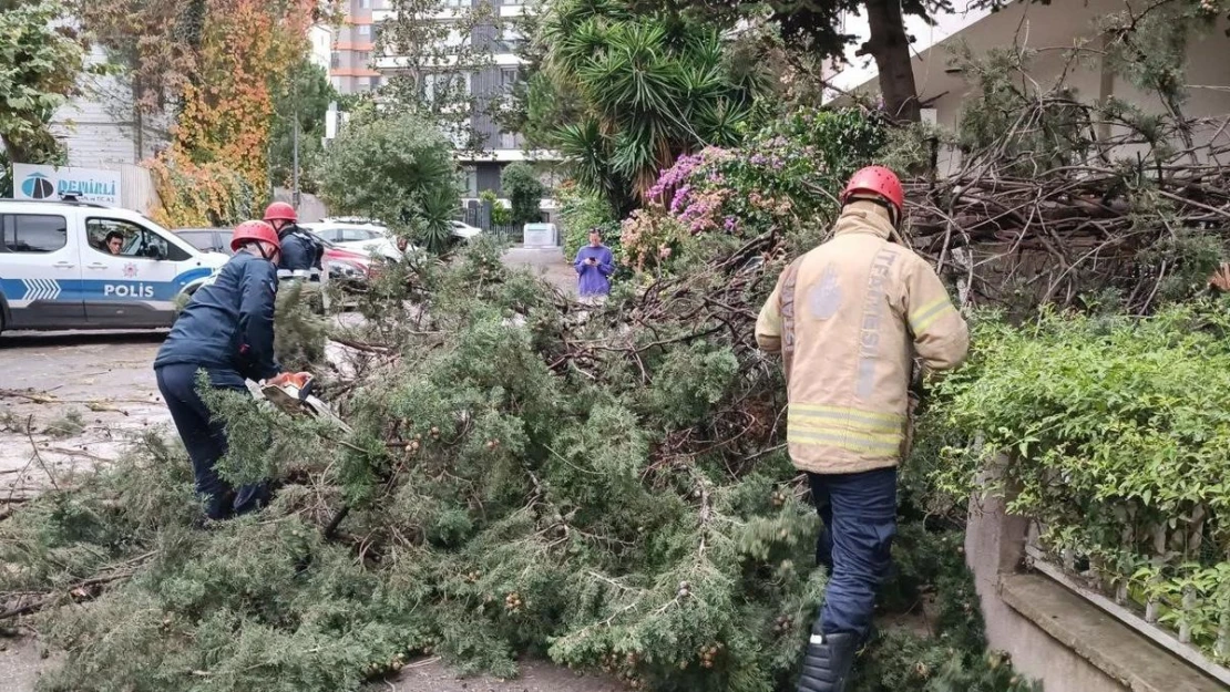 Kadıköy'de fırtına nedeniyle ağaç devrildi