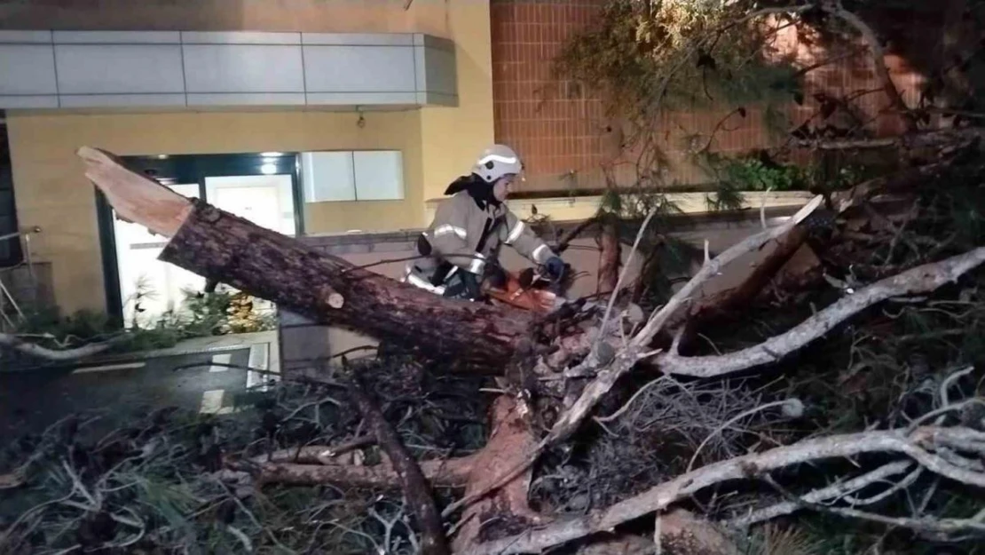 Kadıköy'de hastane bahçesine ağaç devrildi